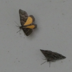 Dichromodes ainaria at Borough, NSW - suppressed