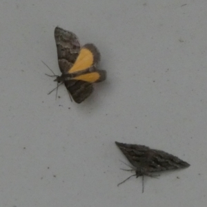 Dichromodes ainaria at Borough, NSW - suppressed