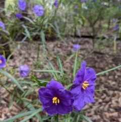 Solanum linearifolium (Kangaroo Apple) at Kambah, ACT - 21 Oct 2022 by HelenCross