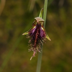 Calochilus platychilus (Purple Beard Orchid) at Black Mountain - 21 Oct 2022 by amiessmacro