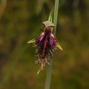 Calochilus platychilus at Molonglo Valley, ACT - suppressed