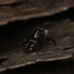 Euophryinae sp.(Undescribed) (subfamily) at Bruce, ACT - 21 Oct 2022