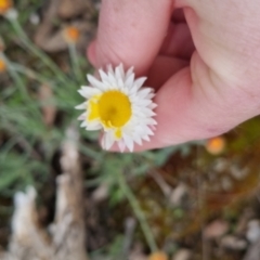 Leucochrysum albicans subsp. tricolor at Bungendore, NSW - 13 Oct 2022 03:38 PM