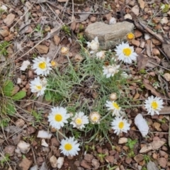 Leucochrysum albicans subsp. tricolor at Bungendore, NSW - 13 Oct 2022 03:38 PM