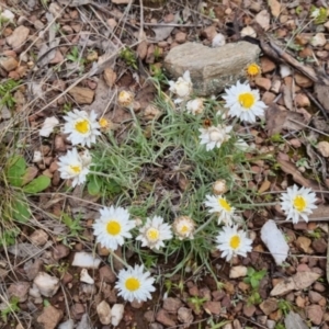 Leucochrysum albicans subsp. tricolor at Bungendore, NSW - 13 Oct 2022