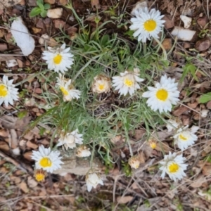 Leucochrysum albicans subsp. tricolor at Bungendore, NSW - 13 Oct 2022