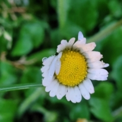 Bellis perennis (Lawn Daisy, English Daisy) at Bombala, NSW - 21 Oct 2022 by trevorpreston