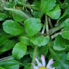 Bellis perennis at Bombala, NSW - 21 Oct 2022 07:11 PM