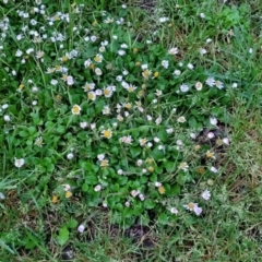 Bellis perennis at Bombala, NSW - 21 Oct 2022