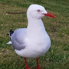 Chroicocephalus novaehollandiae (Silver Gull) at Kiama, NSW - 19 Oct 2022 by MatthewFrawley