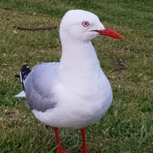Chroicocephalus novaehollandiae at Kiama, NSW - 19 Oct 2022 07:04 PM