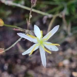 Thelionema umbellatum at Bombala, NSW - 21 Oct 2022