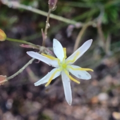 Thelionema umbellatum (Clustered Lily) at Bombala, NSW - 21 Oct 2022 by trevorpreston