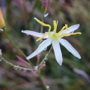 Thelionema umbellatum at Bombala, NSW - 21 Oct 2022