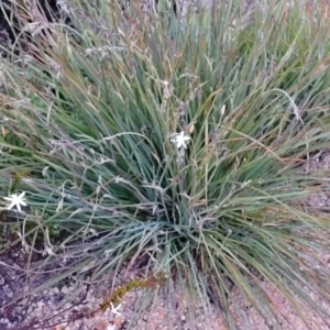 Thelionema umbellatum at Bombala, NSW - 21 Oct 2022