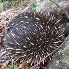 Tachyglossus aculeatus (Short-beaked Echidna) at Wingecarribee Local Government Area - 21 Oct 2022 by Aussiegall