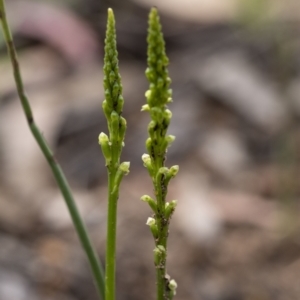 Microtis sp. at Penrose, NSW - suppressed