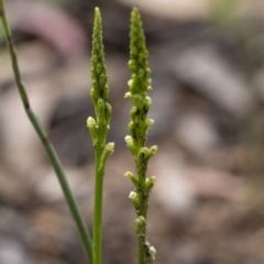 Microtis sp. (Onion Orchid) at Penrose, NSW - 14 Oct 2022 by Aussiegall