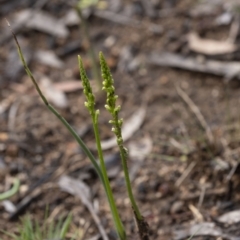 Microtis sp. at Penrose, NSW - suppressed