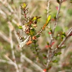 Thema macroscia (A concealer moth) at Aranda, ACT - 21 Oct 2022 by KMcCue