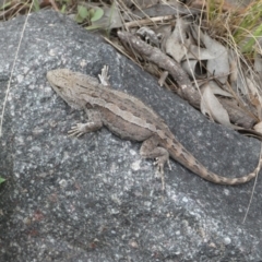 Amphibolurus muricatus (Jacky Lizard) at QPRC LGA - 21 Oct 2022 by Steve_Bok