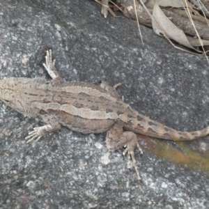 Amphibolurus muricatus at Queanbeyan East, NSW - 21 Oct 2022