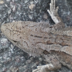 Amphibolurus muricatus at Queanbeyan East, NSW - 21 Oct 2022 04:04 PM