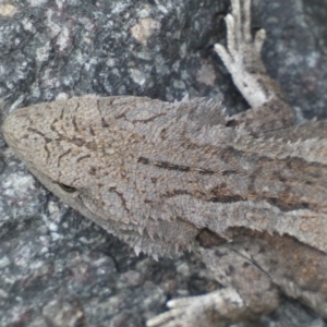 Amphibolurus muricatus at Queanbeyan East, NSW - 21 Oct 2022