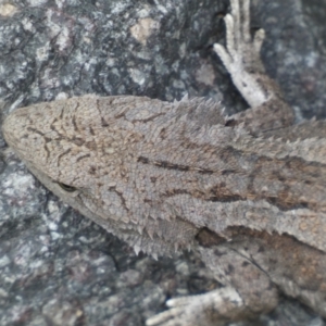 Amphibolurus muricatus at Queanbeyan East, NSW - 21 Oct 2022 04:04 PM