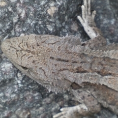 Amphibolurus muricatus at Queanbeyan East, NSW - 21 Oct 2022