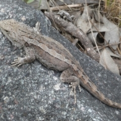 Amphibolurus muricatus at Queanbeyan East, NSW - 21 Oct 2022