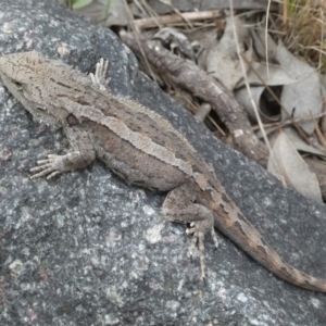 Amphibolurus muricatus at Queanbeyan East, NSW - 21 Oct 2022 04:04 PM