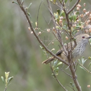 Acanthiza pusilla at Queanbeyan East, NSW - 21 Oct 2022