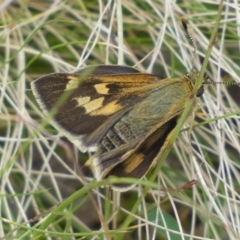 Trapezites luteus (Yellow Ochre, Rare White-spot Skipper) at QPRC LGA - 21 Oct 2022 by Steve_Bok