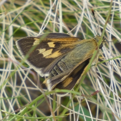 Trapezites luteus (Yellow Ochre, Rare White-spot Skipper) at Queanbeyan East, NSW - 21 Oct 2022 by Steve_Bok