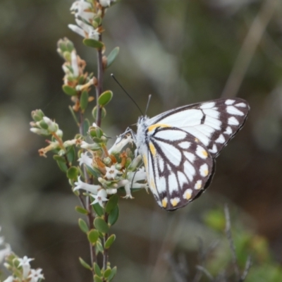 Belenois java (Caper White) at Queanbeyan East, NSW - 21 Oct 2022 by Steve_Bok