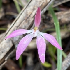 Caladenia fuscata (Dusky Fingers) at Bruce, ACT - 21 Oct 2022 by SteveBorkowskis
