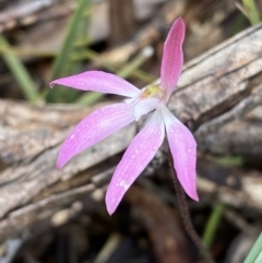 Caladenia fuscata at Bruce, ACT - suppressed