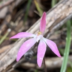 Caladenia fuscata at Bruce, ACT - suppressed