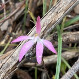 Caladenia fuscata at Bruce, ACT - suppressed