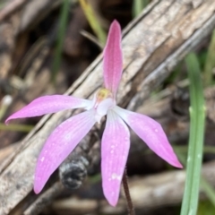 Caladenia fuscata at Bruce, ACT - 21 Oct 2022