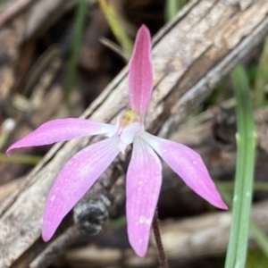 Caladenia fuscata at Bruce, ACT - suppressed