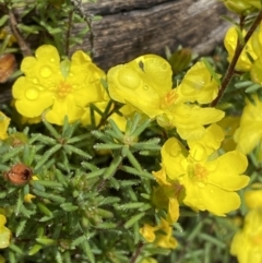 Hibbertia calycina (Lesser Guinea-flower) at Bruce, ACT - 21 Oct 2022 by SteveBorkowskis