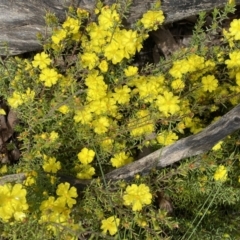 Hibbertia calycina at Bruce, ACT - 21 Oct 2022 12:40 PM