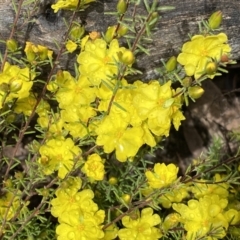 Hibbertia calycina at Bruce, ACT - 21 Oct 2022 12:40 PM