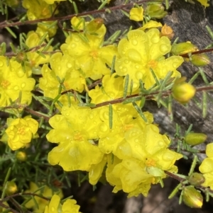 Hibbertia calycina at Bruce, ACT - 21 Oct 2022 12:40 PM