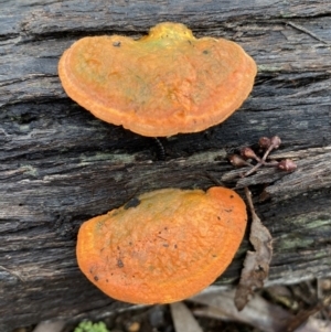 Trametes coccinea at Bruce, ACT - 21 Oct 2022