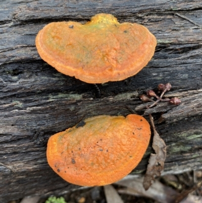 Trametes coccinea (Scarlet Bracket) at Bruce Ridge to Gossan Hill - 21 Oct 2022 by Steve_Bok