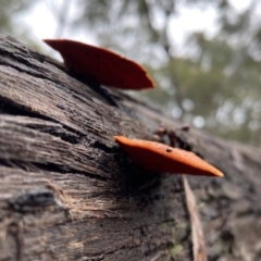Trametes coccinea at Bruce, ACT - 21 Oct 2022