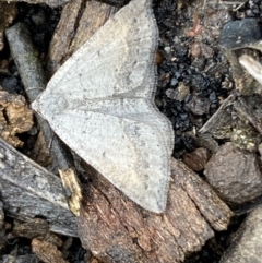 Taxeotis (genus) (Unidentified Taxeotis geometer moths) at Bruce, ACT - 21 Oct 2022 by SteveBorkowskis